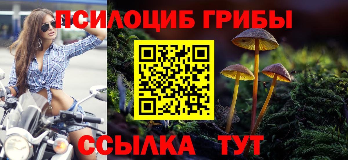 Псилоцибиновые грибы Cubensis Полевской